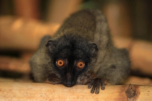 Lemur bělohlavý